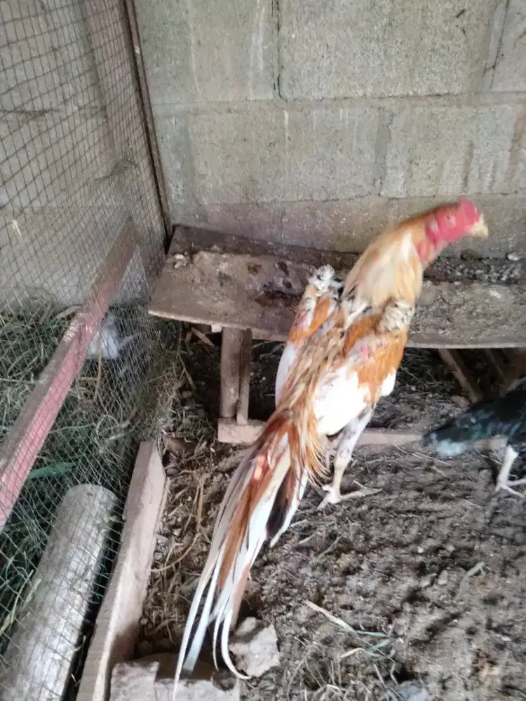 Ayam jantan ekor lidi