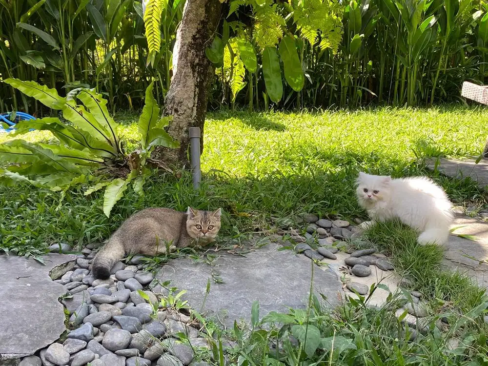 Kitten peaknose x bsh