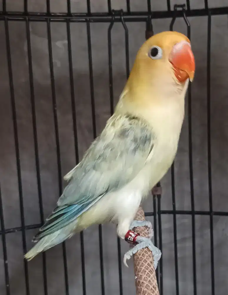 Burung love bird lovebird Biola PB Pied paud
