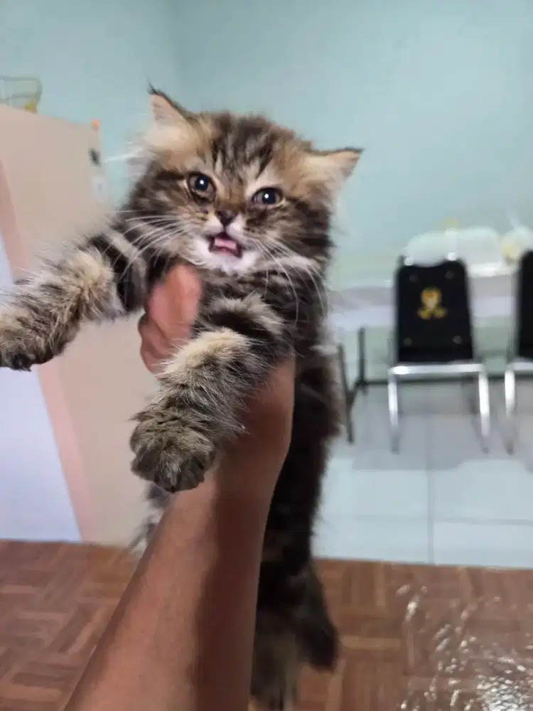 Open Adopsi Kitten persia