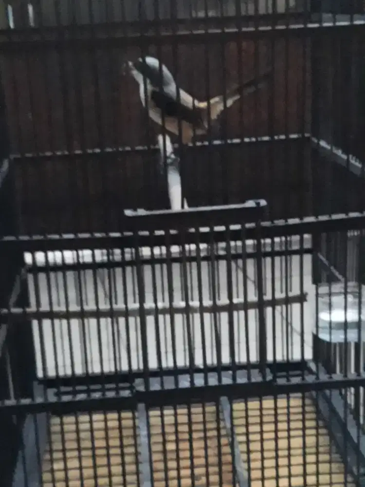 Burung Cendet pentet jawa timur jantan