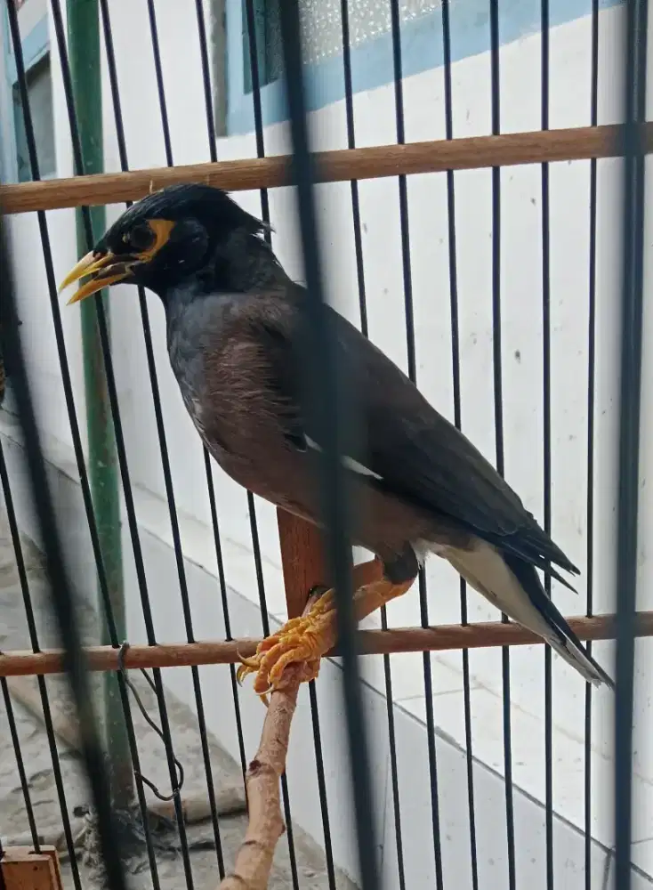 Burung jalak nias minus jempol kaki kiri maju lainya normal
