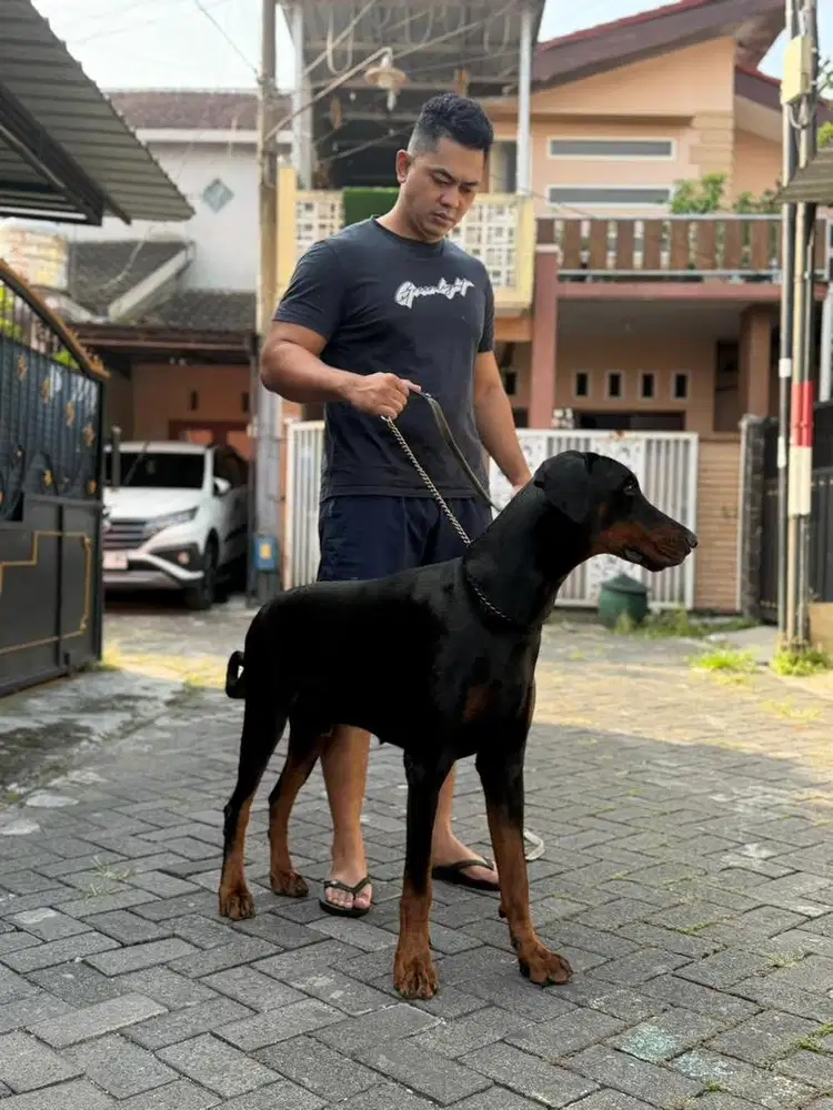 Doberman Jantan Over Size