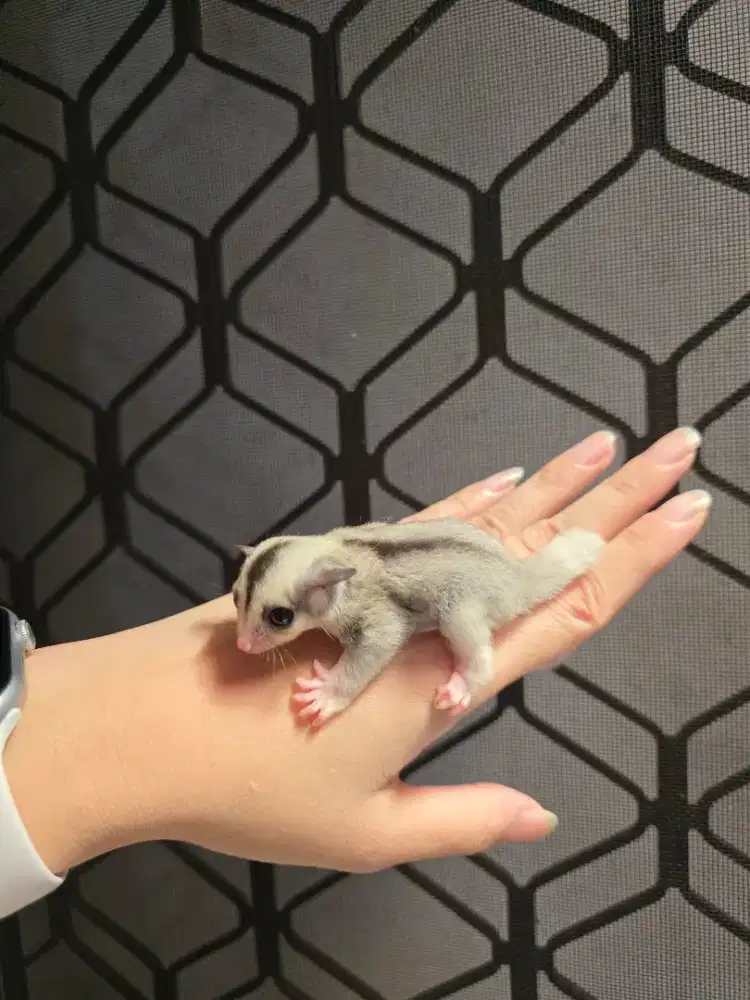 Sugar glider white face joey