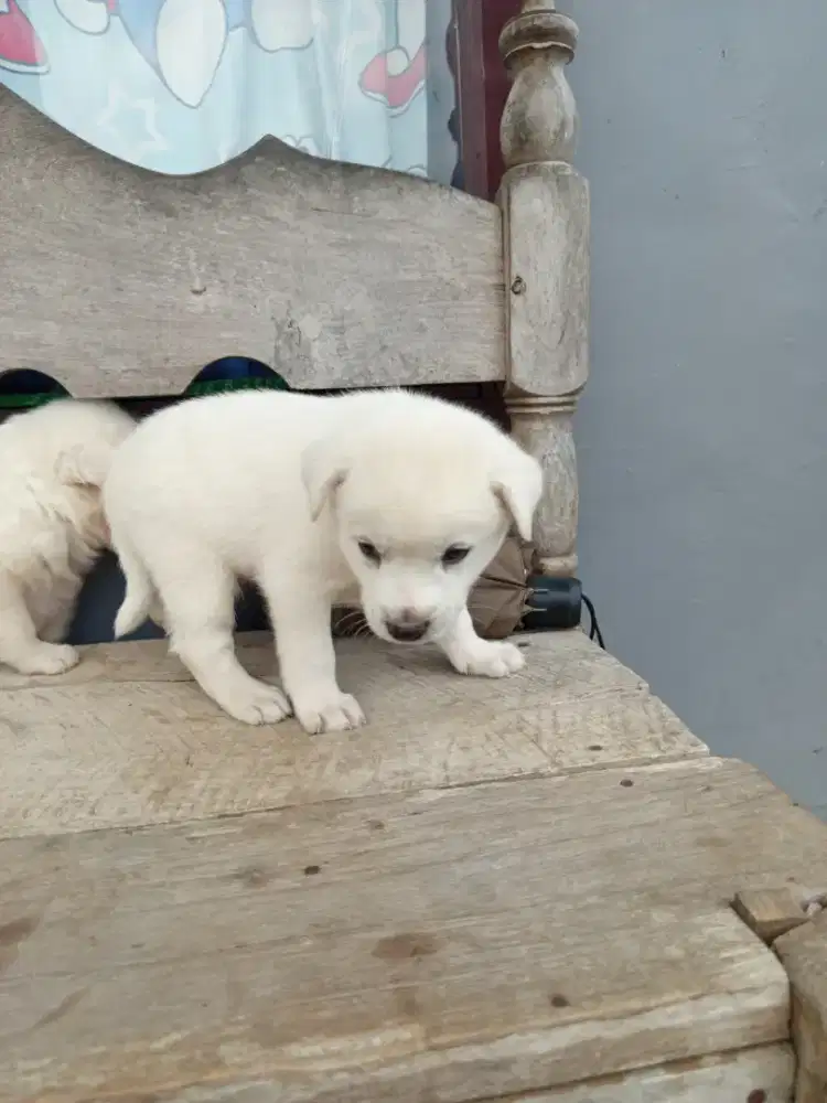 Anak anjing kintamani Bali