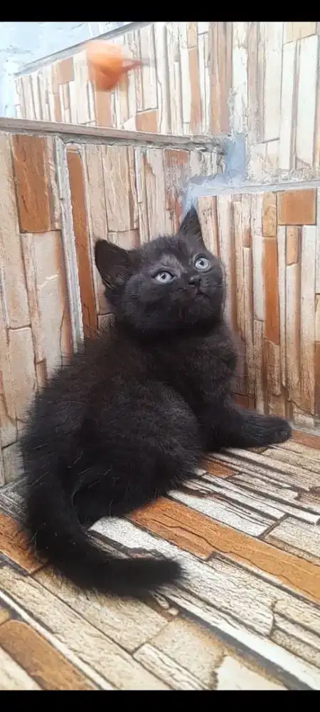 Kitten British shorthair