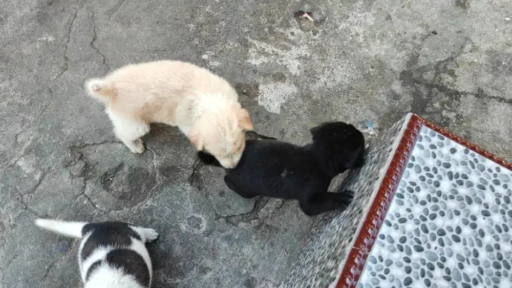 Anak anjing mix
