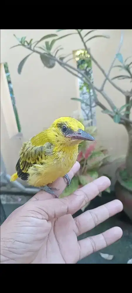 Anakan kepodang jinak