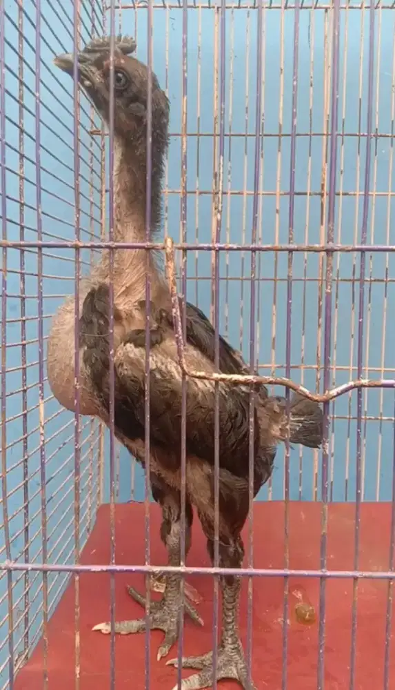 Anakan Ayam Pelung