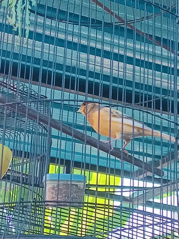 Burung kenari loper