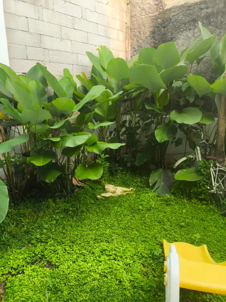 Dijual Borongan Tanaman Calathea Lutea Besar Rimbun - Ambil Sendiri