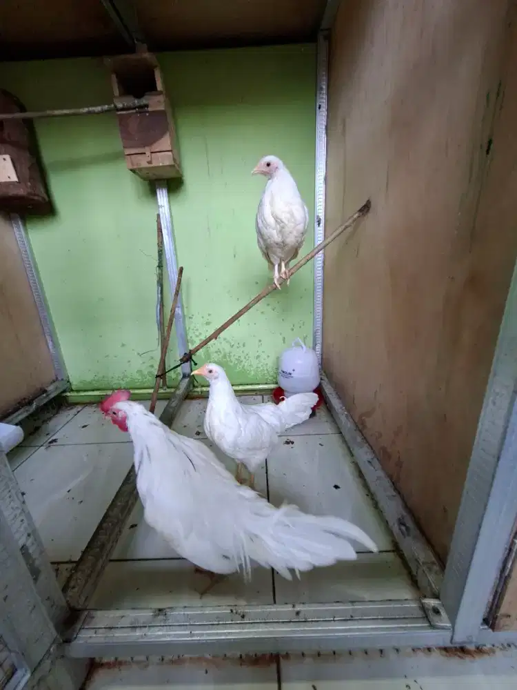 Ayam onagadori muda
