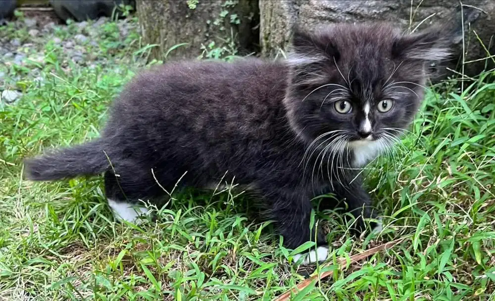 kitten persia ganti pakan