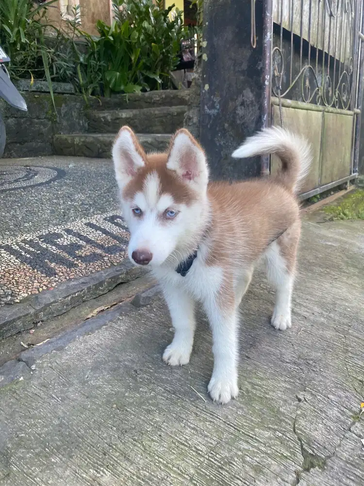 Siberian Husky Female
