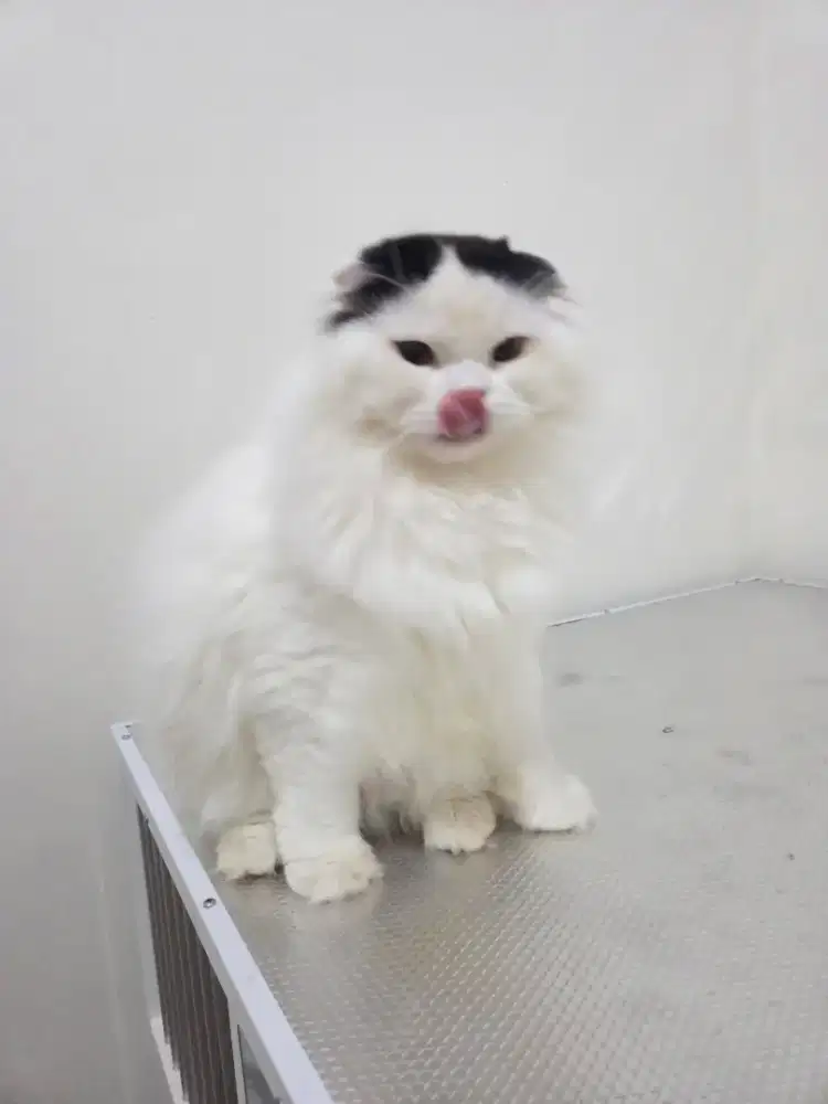 Kitten kucing BSH scottish fold jantan