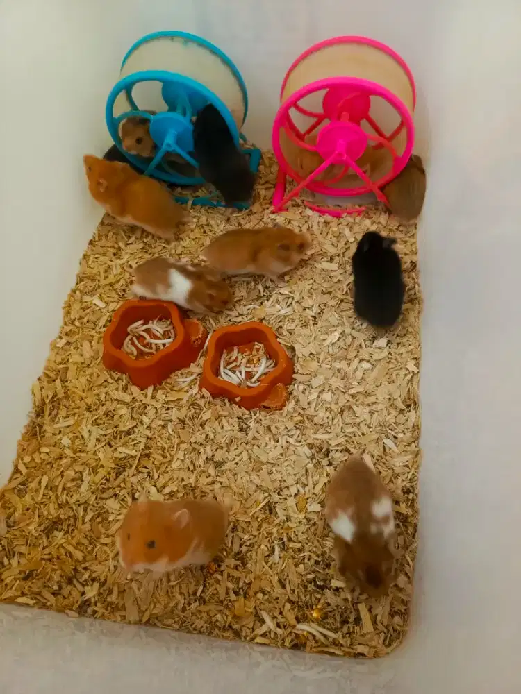 Anakan Hamster Syrian