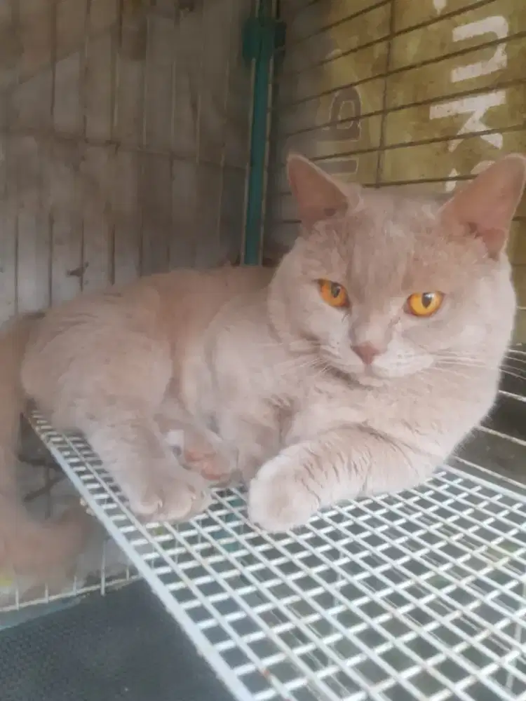 Adopt Kucing Munchin BSH