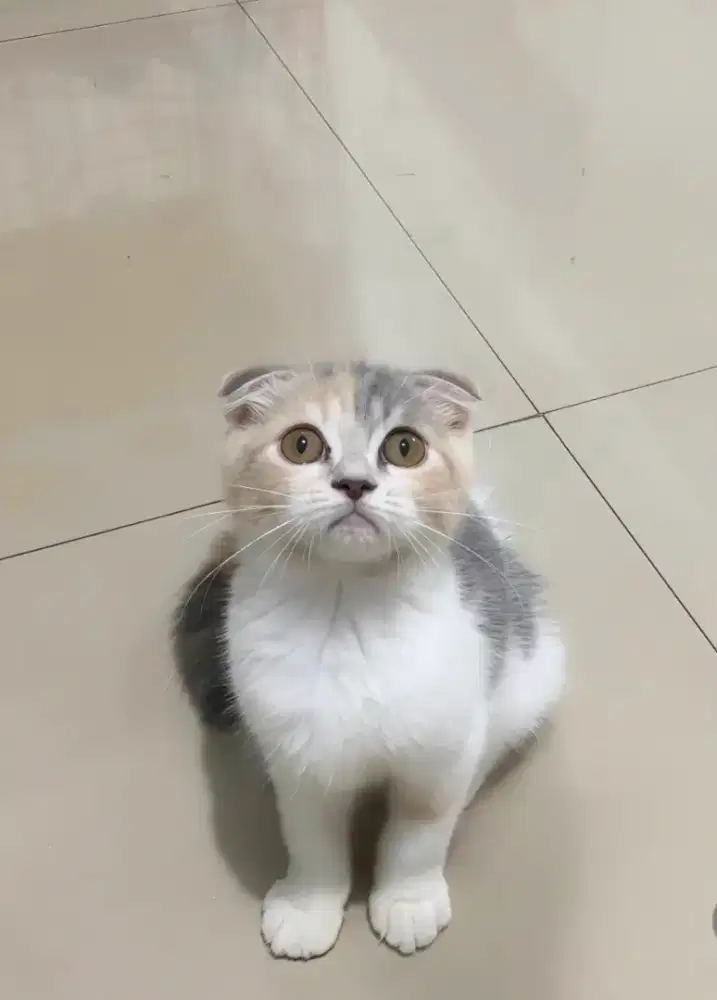 SCOTTISH FOLD CALICO