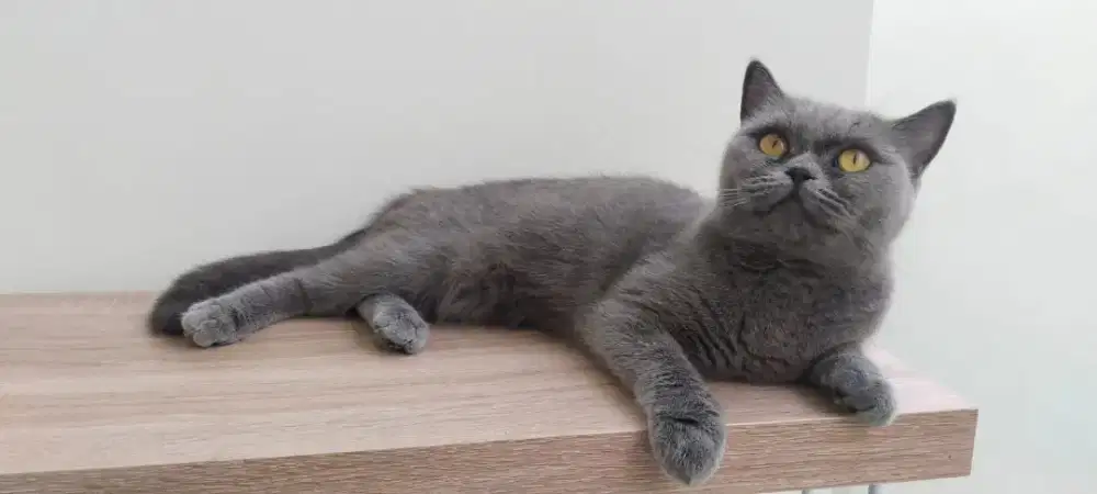 Kucing BSH & Scottish Fold