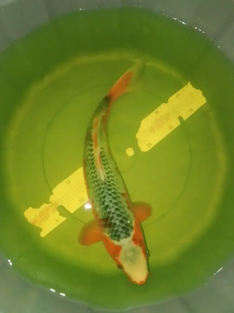 Ikan koi jenis Asagi 38cm