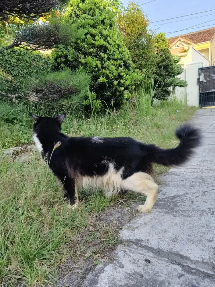 Kucing mainecoon