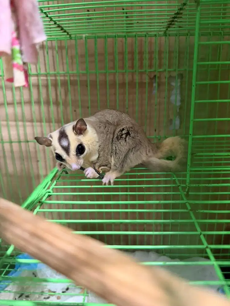SUGAR GLIDER sepasang open adopt, FREE TRAVEL BAG - OPEN OFFER