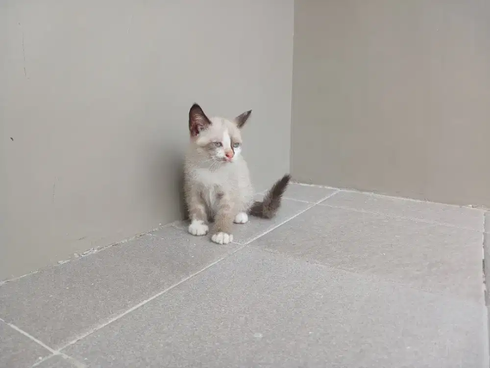 Kucing betina munchkin non standart