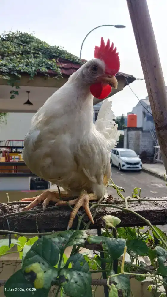 white leghorn up 2bln