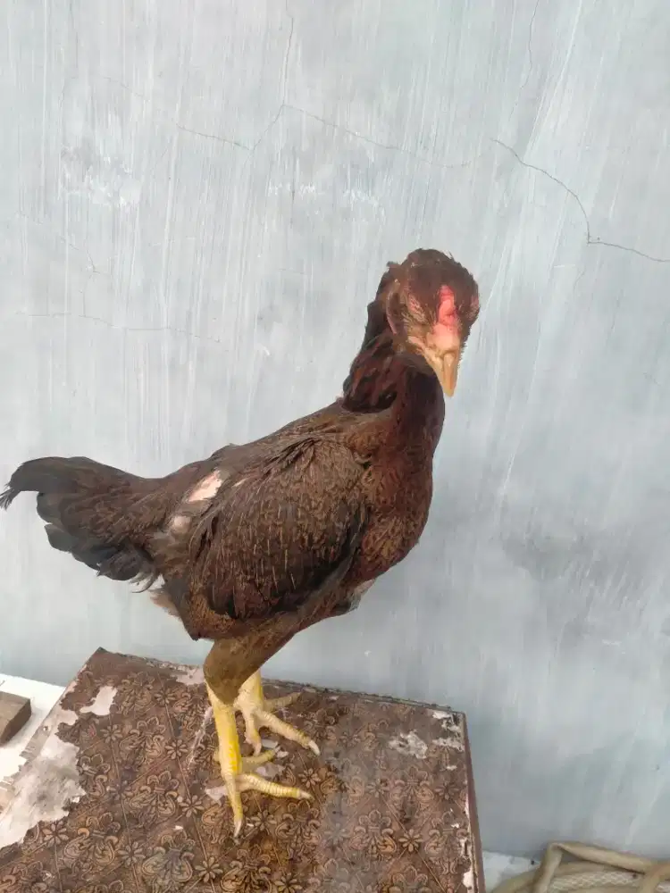 dijual ayam Siam