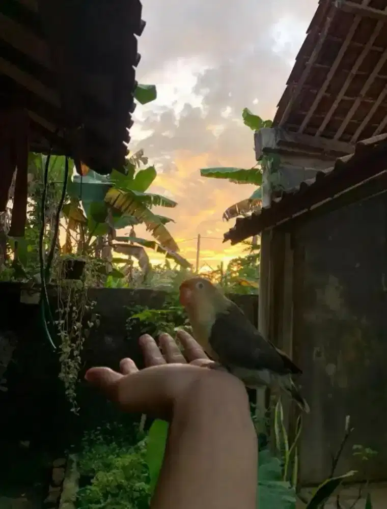 Lovebird PB mouve betina