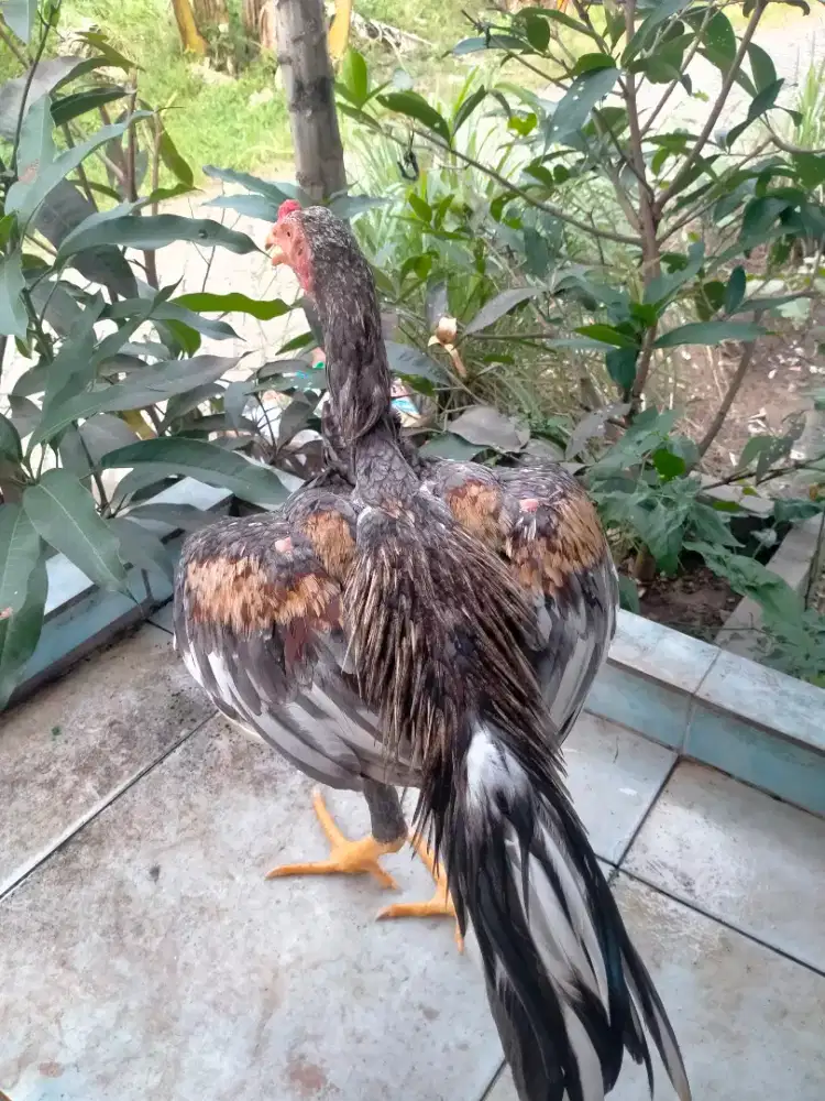 dijual ayam Siam