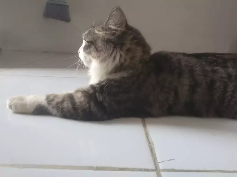 Kucing Medium Persia
