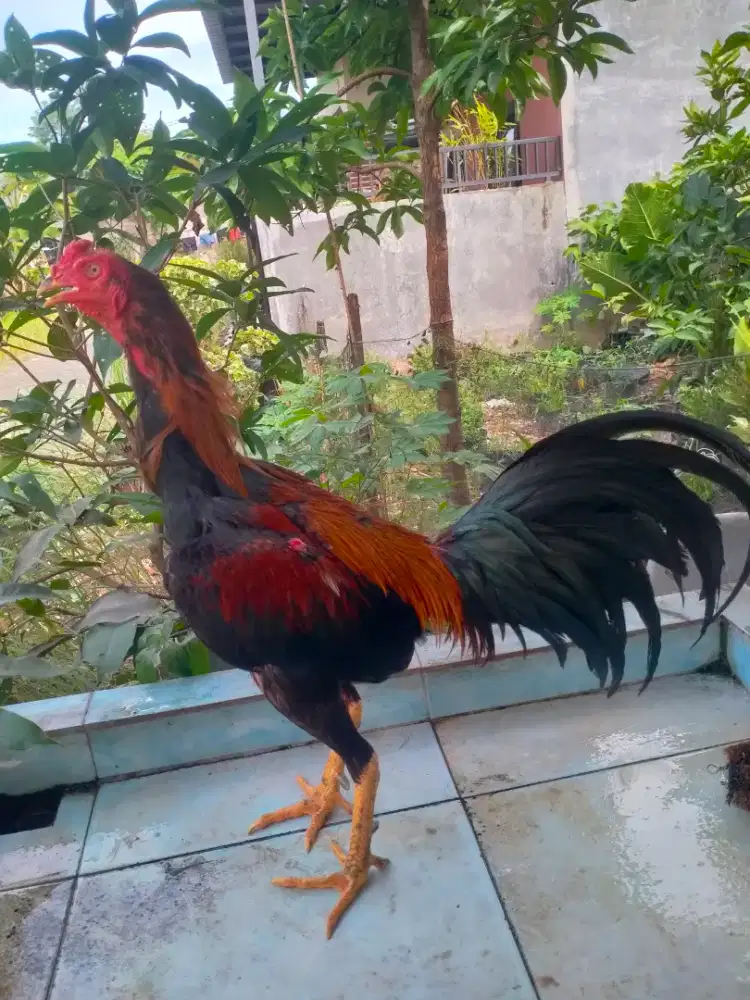 dijual ayam Siam