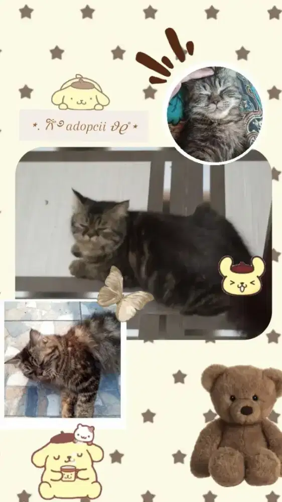 Kucing persia & anggora