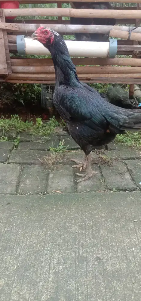 Babon Bangkok semok asli