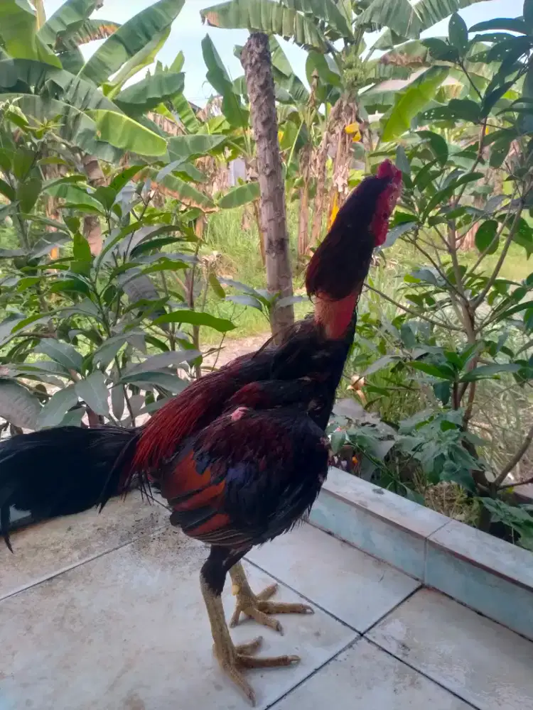dijual ayam siam