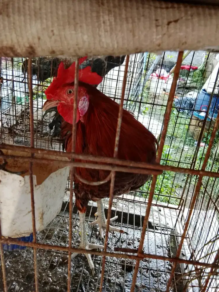 Ayam ketawa muda merah