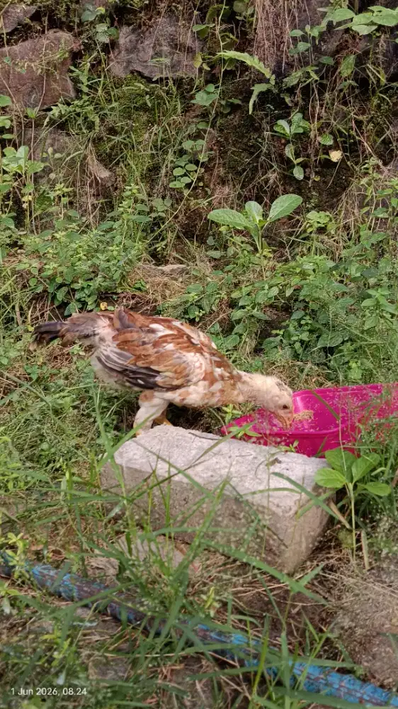 Ayam gigante asli
