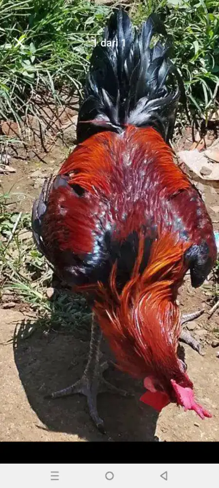 Jual ayam pelung jumbo , mines matanya aatu