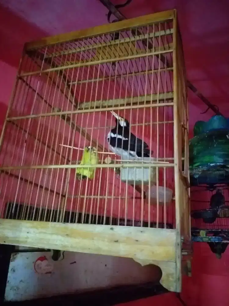 Jalak suren udah rajin bunyi