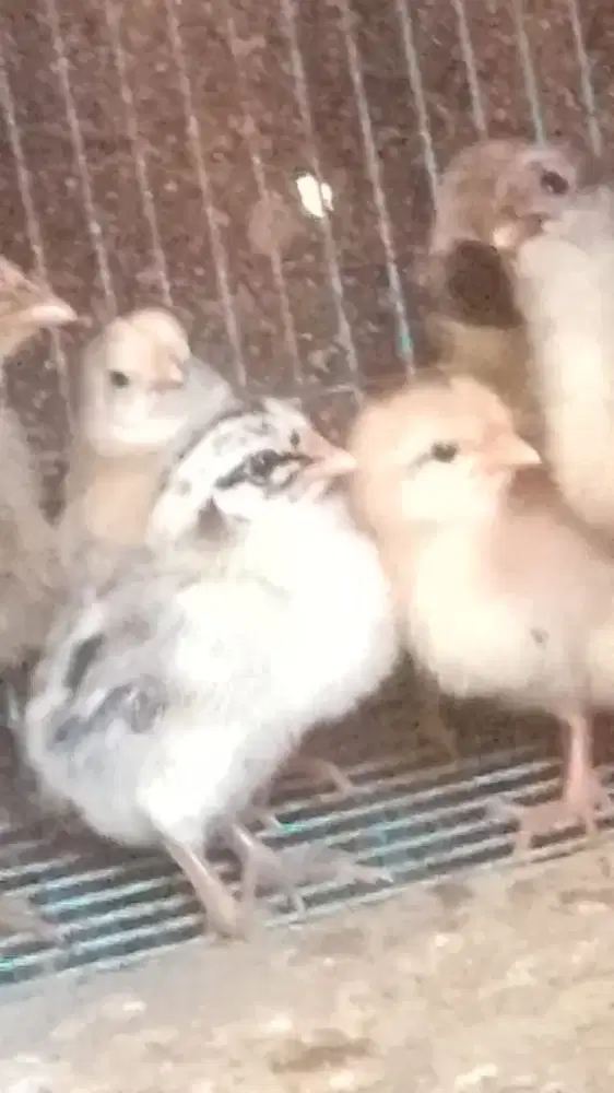 Anak ayam kampung