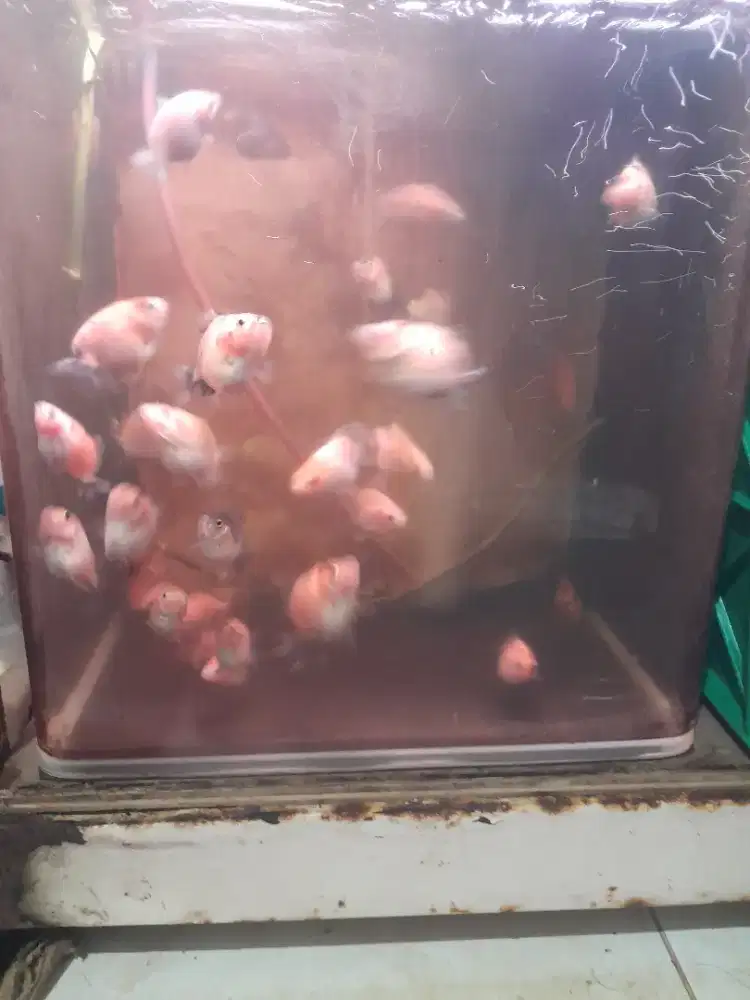 Anakan ikan koki 33 ekor