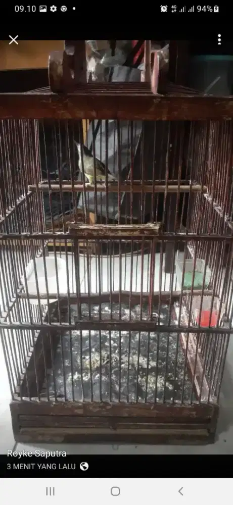 Burung Opior  PURTOT di BSD