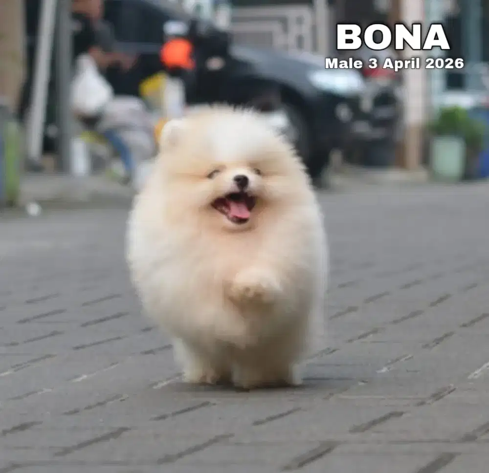 Minipom party jantan •BONA•