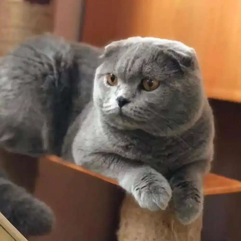 Pacak kucing scottishfold for bsh munchkin gaelic exo peaknose