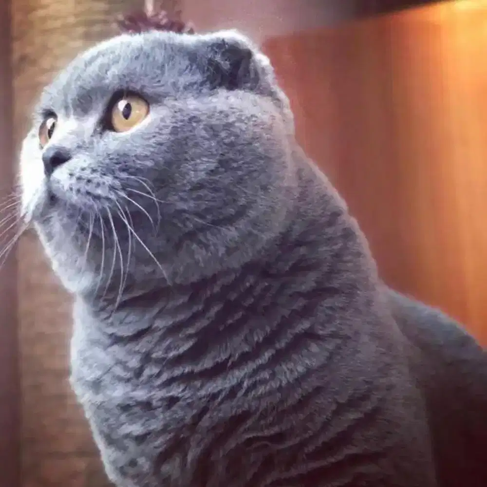 Pacak kucing scottishfold for bsh munchkin gaelic exo peaknose