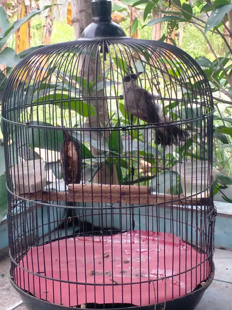 dijual burung kutilang