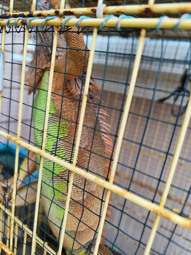 Iguana Red umur 18 bulan