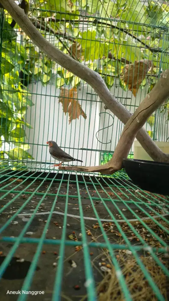Zebra Finch jantan siap kawin