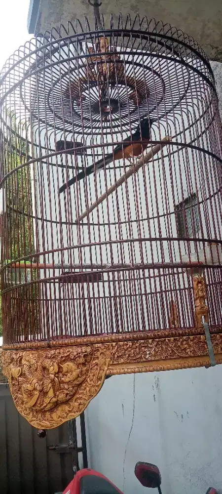 Burung murai batu